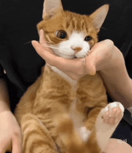 고양이 움짤 모음 | 인스티즈