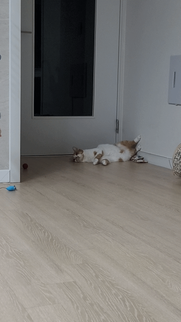 고양이 움짤 모음 | 인스티즈