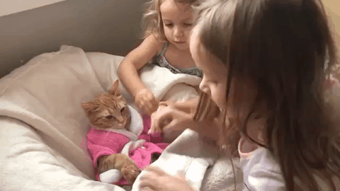 고양이 움짤 모음 | 인스티즈