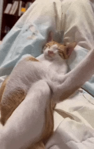 고양이 움짤 모음 | 인스티즈