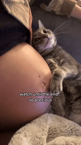 고양이 움짤 모음 | 인스티즈