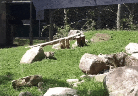 고양이 움짤 모음 | 인스티즈