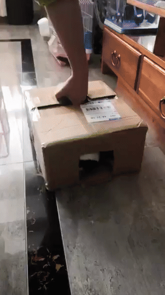 고양이 움짤 모음 | 인스티즈