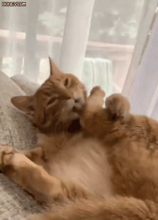 고양이 움짤 모음 | 인스티즈