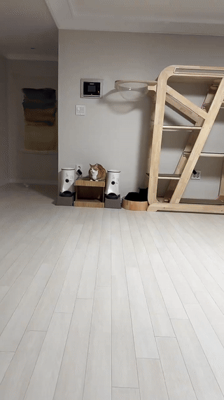 고양이 움짤 모음 | 인스티즈