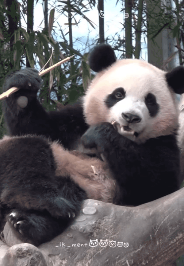 후론스톤🩷 후이바오🐼 | 인스티즈