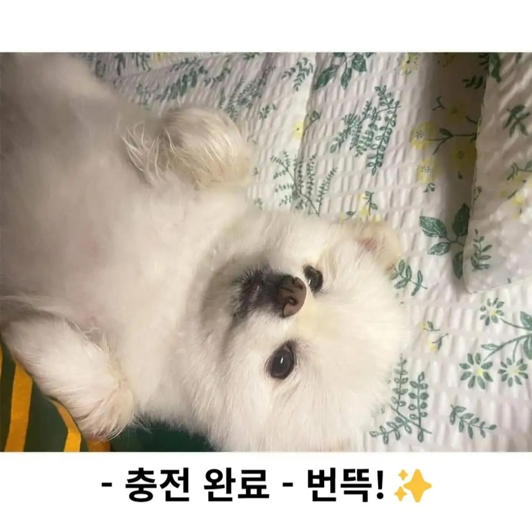 하루 두 번 산책의 결과.jpg | 인스티즈