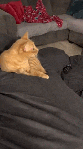 고양이 움짤 모음 | 인스티즈