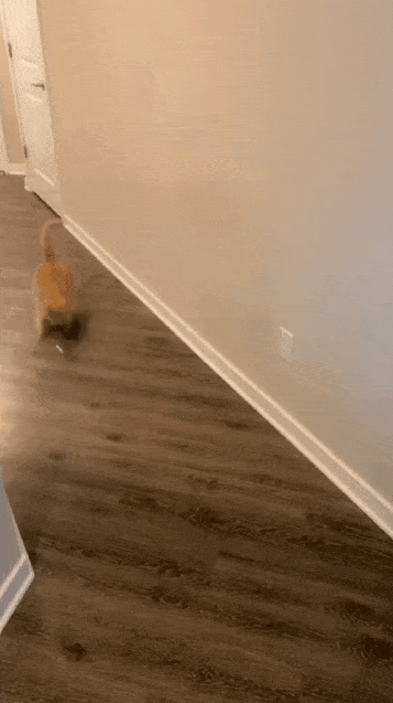 고양이 움짤 모음 | 인스티즈