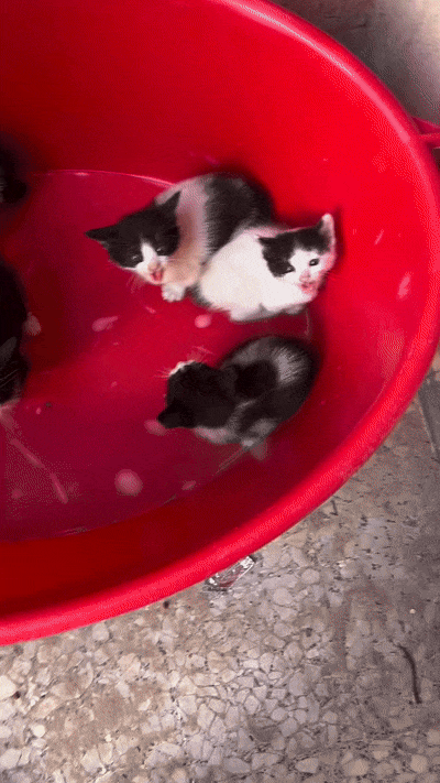 고양이 움짤 모음 | 인스티즈