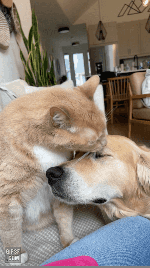 고양이 움짤 모음 | 인스티즈