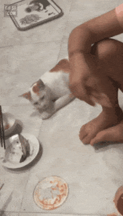 고양이 움짤 모음 | 인스티즈