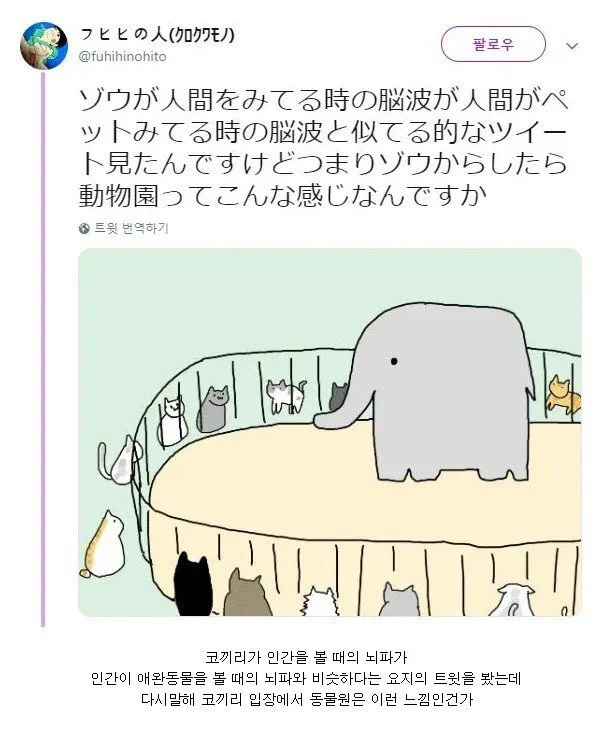 코끼리가 인간을 좋아하는 이유 | 인스티즈