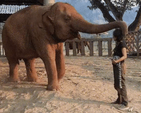 코끼리가 인간을 좋아하는 이유 | 인스티즈