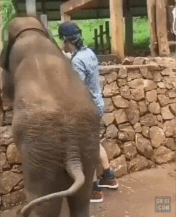 코끼리가 인간을 좋아하는 이유 | 인스티즈