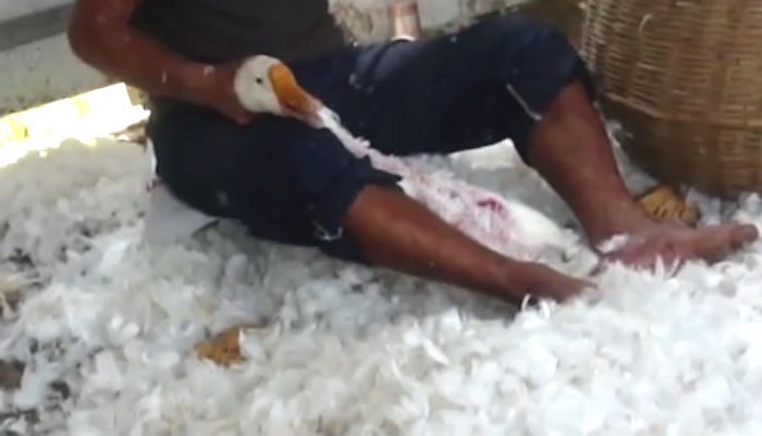 동물을 학대해서 얻는 잔인한 패션 소재 | 인스티즈