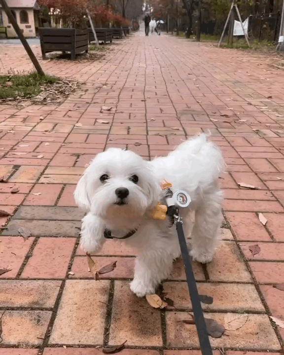 낙엽이 발에 붙은 강아지.gif | 인스티즈