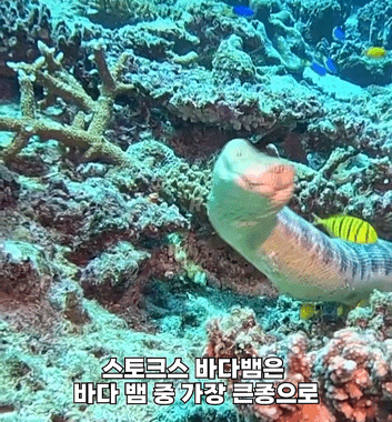 대형 바다뱀의 자태.gif | 인스티즈