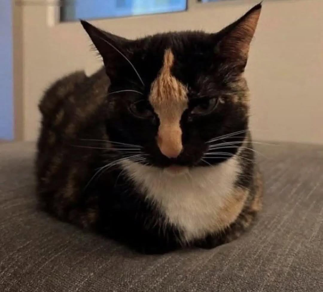 선명한 고양이 무늬 | 인스티즈