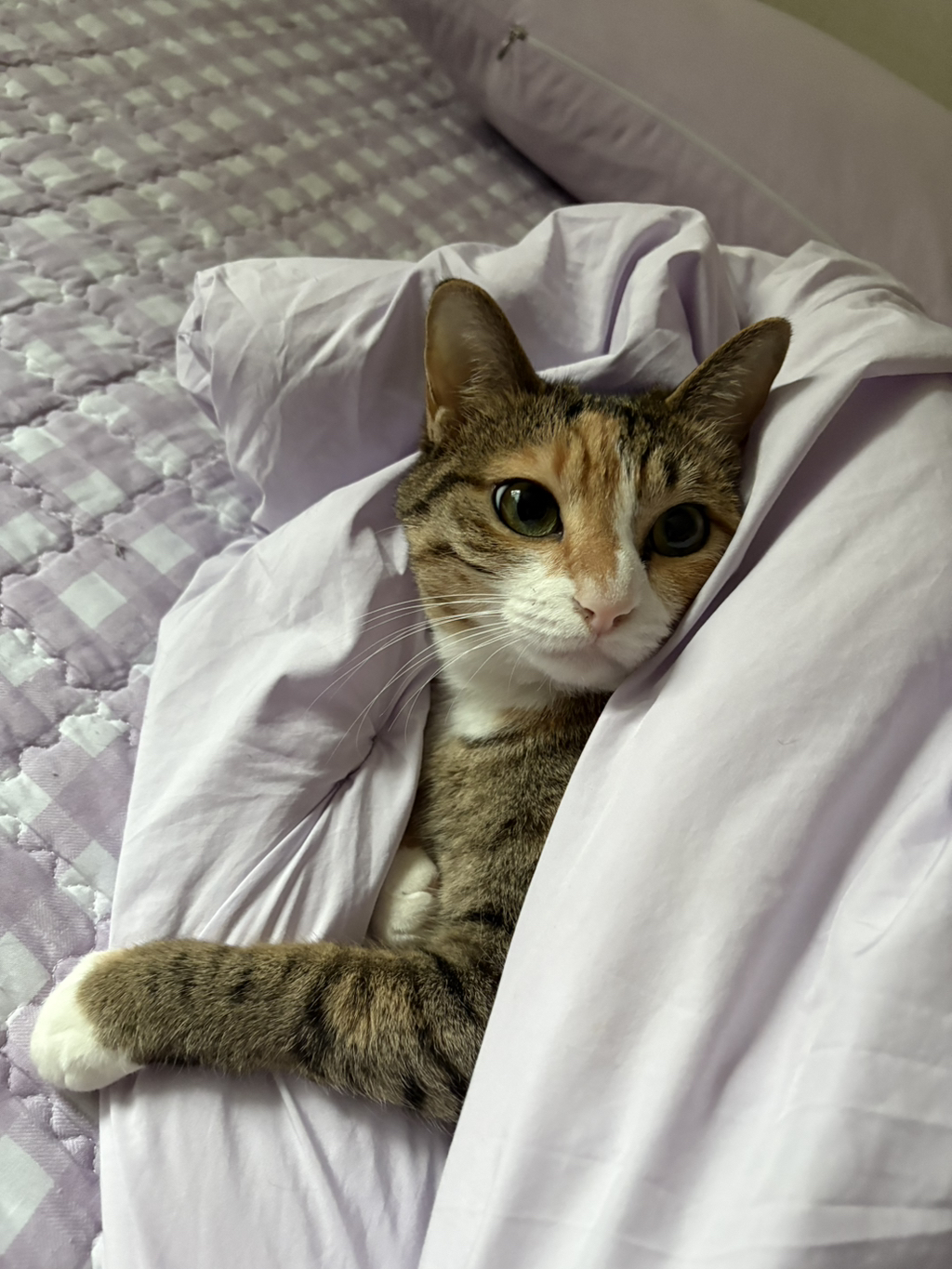 유기 품종견도 많으니 이해해 줘야 한다 vs 어쨌든 품종견이 맞으니 비판해야 한다 | 인스티즈