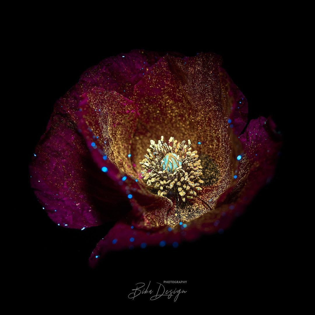 인간은 못보고 벌은 볼수있다는 꽃의 모습 | 인스티즈