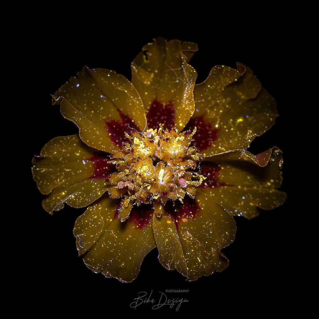 인간은 못보고 벌은 볼수있다는 꽃의 모습 | 인스티즈