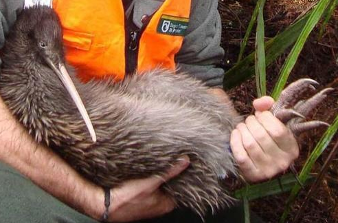 키위새의 놀라운 진실.jpg (키위아님) | 인스티즈