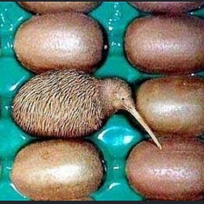 키위새의 놀라운 진실.jpg (키위아님) | 인스티즈