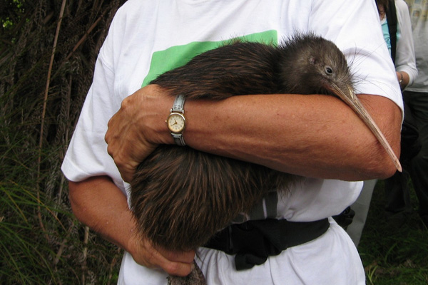 키위새의 놀라운 진실.jpg (키위아님) | 인스티즈