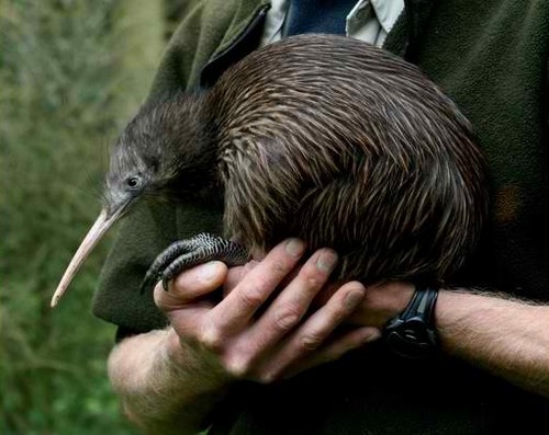 키위새의 놀라운 진실.jpg (키위아님) | 인스티즈