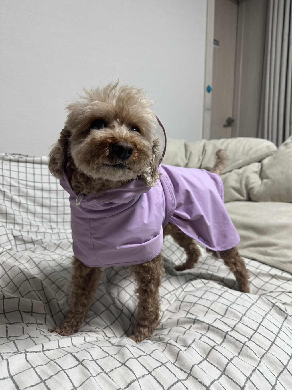 대박 우리집 강아지 반려견순찰대 시험 만점받았나바 대표로 상받으래 ;;; | 인스티즈