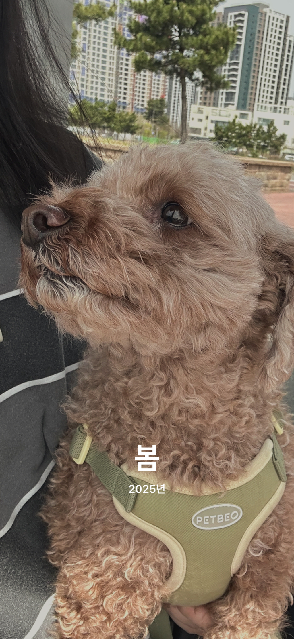 대박 우리집 강아지 반려견순찰대 시험 만점받았나바 대표로 상받으래 ;;; | 인스티즈