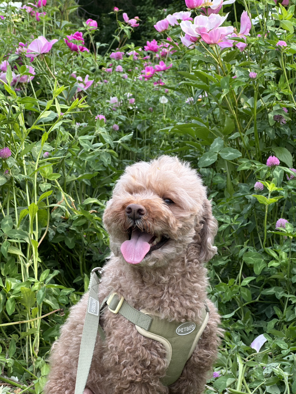 대박 우리집 강아지 반려견순찰대 시험 만점받았나바 대표로 상받으래 ;;; | 인스티즈