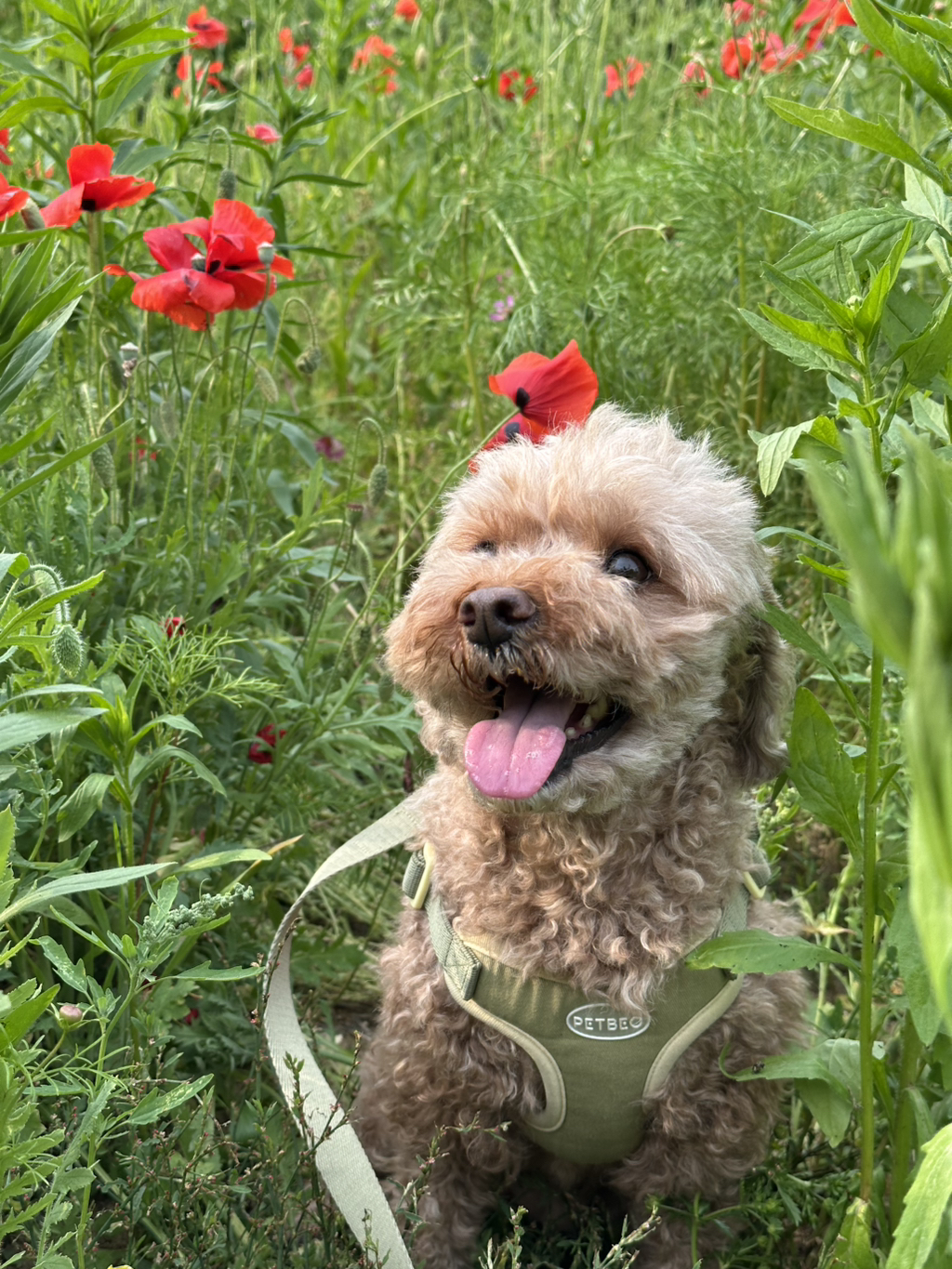 대박 우리집 강아지 반려견순찰대 시험 만점받았나바 대표로 상받으래 ;;; | 인스티즈