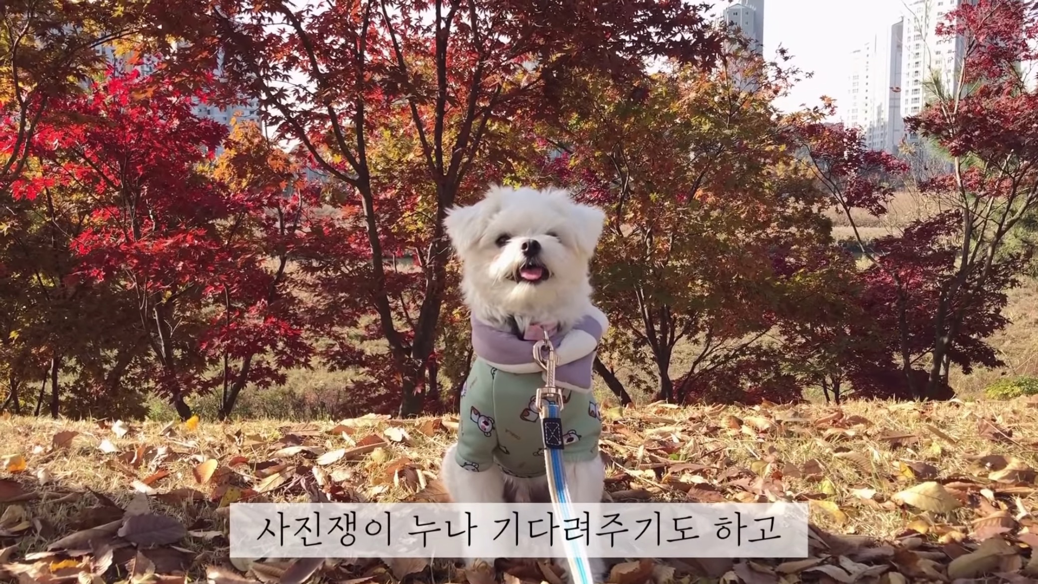 "공고번호 411번" 강아지가 입양되기 전 후 모습.jpgif | 인스티즈