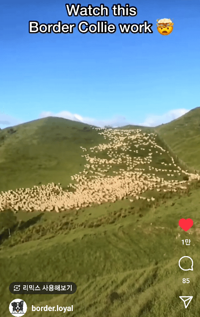 보더콜리는 활동량만이 문제가 아님 | 인스티즈