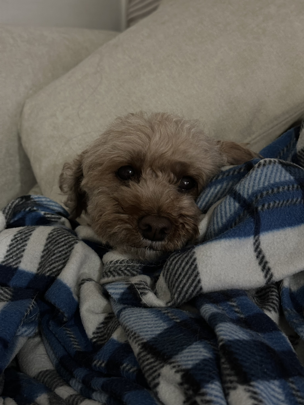 대박 우리집 강아지 반려견순찰대 시험 만점받았나바 대표로 상받으래 ;;; | 인스티즈