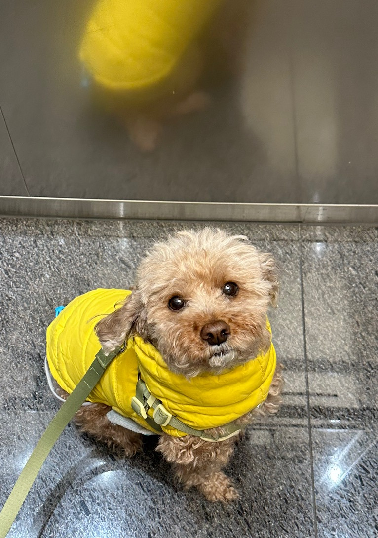 대박 우리집 강아지 반려견순찰대 시험 만점받았나바 대표로 상받으래 ;;; | 인스티즈