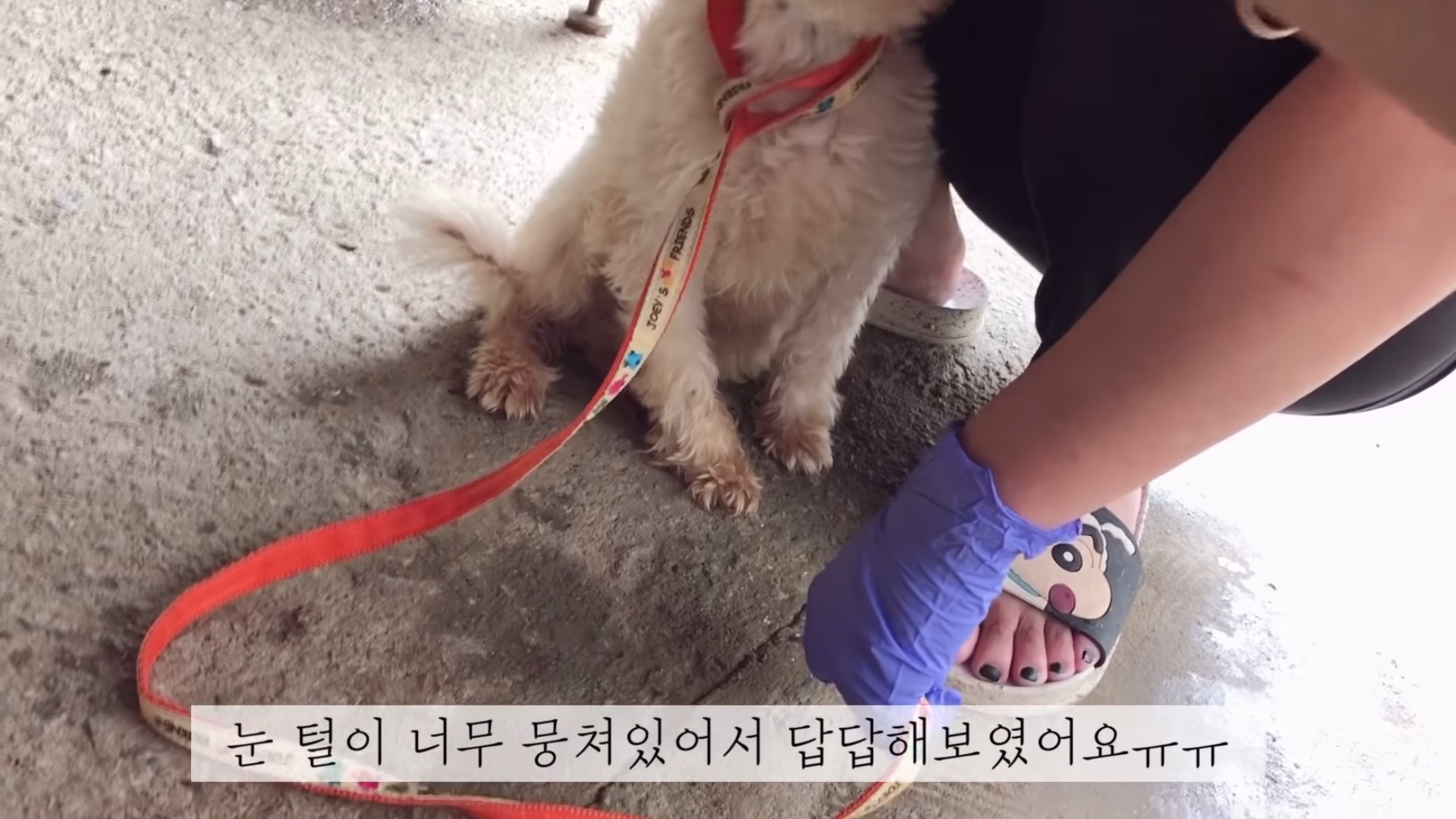 "공고번호 411번" 강아지가 입양되기 전 후 모습.jpgif | 인스티즈