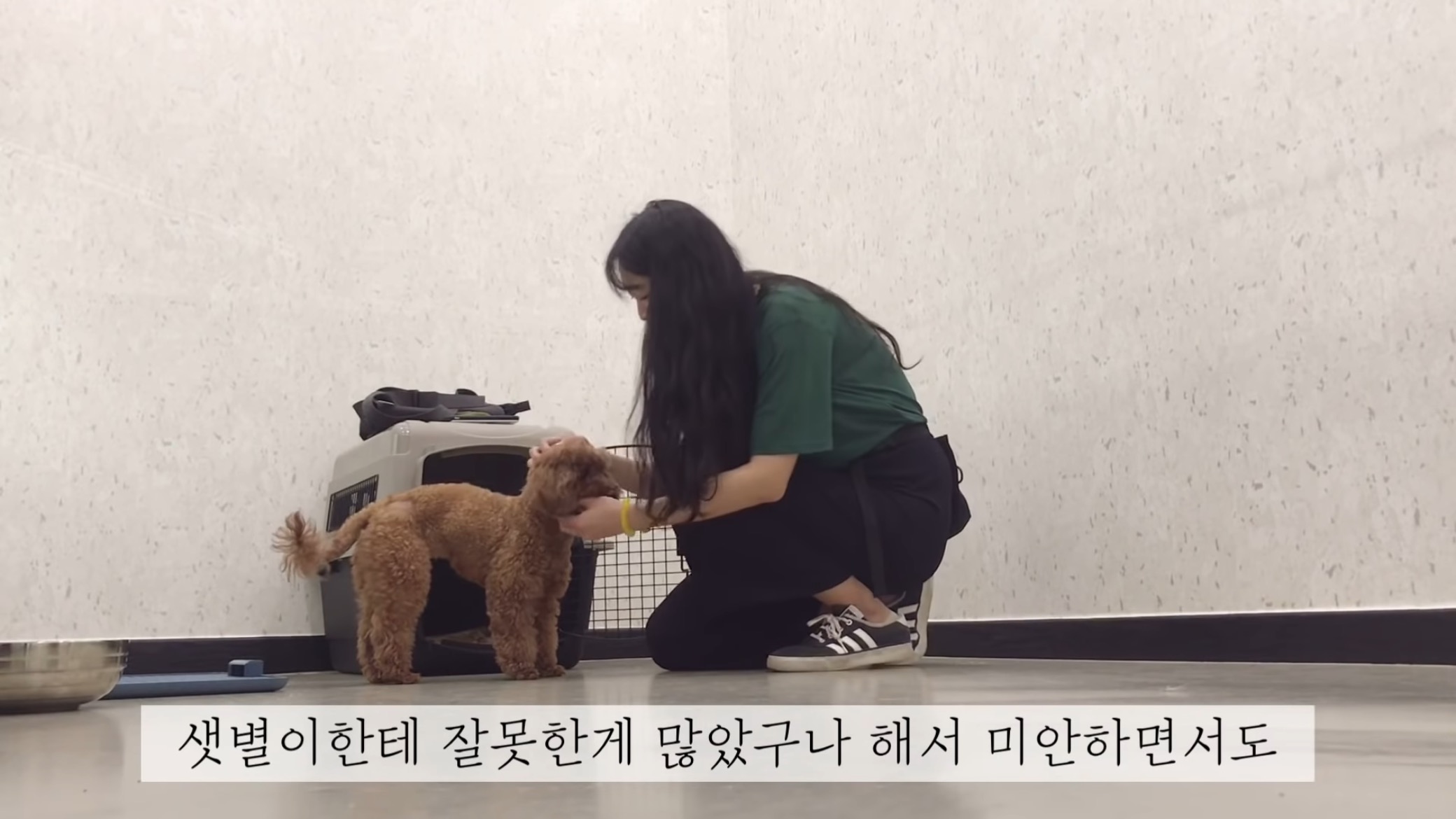 "공고번호 411번" 강아지가 입양되기 전 후 모습.jpgif | 인스티즈