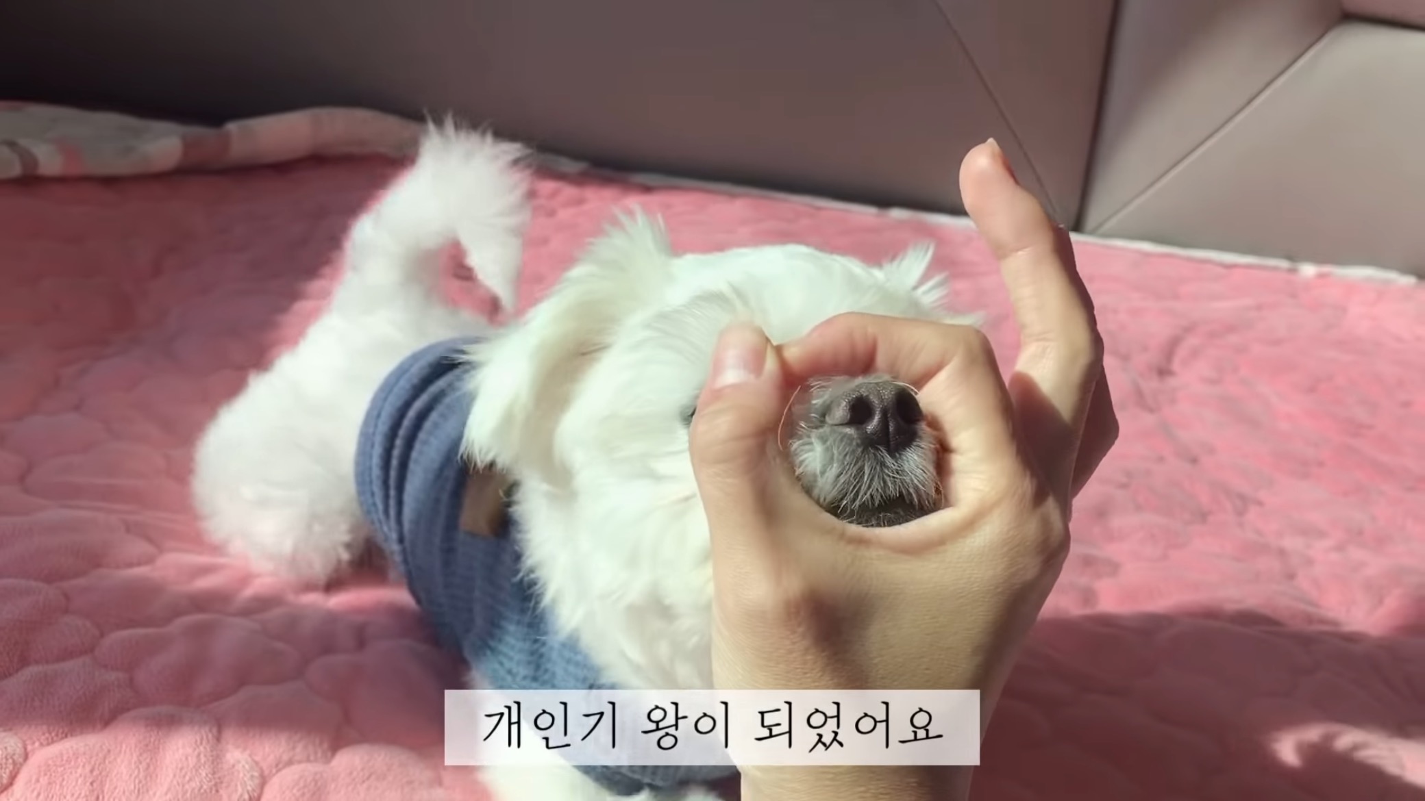 "공고번호 411번" 강아지가 입양되기 전 후 모습.jpgif | 인스티즈