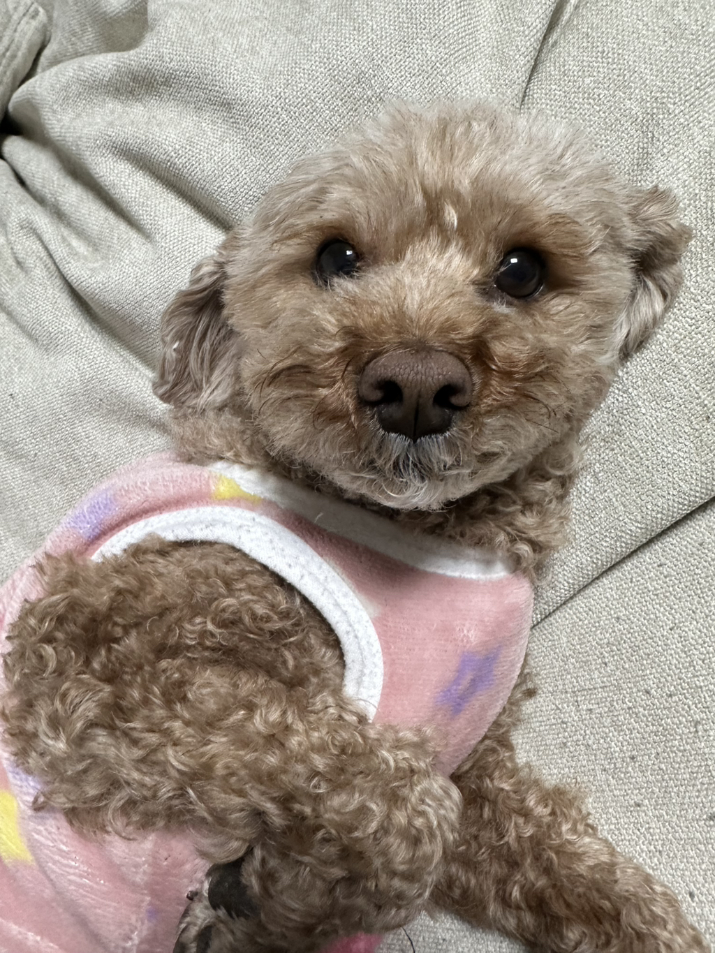 대박 우리집 강아지 반려견순찰대 시험 만점받았나바 대표로 상받으래 ;;; | 인스티즈