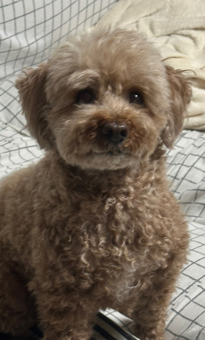 대박 우리집 강아지 반려견순찰대 시험 만점받았나바 대표로 상받으래 ;;; | 인스티즈