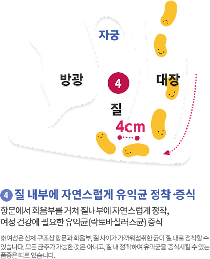 질유산균이 우리의 질에 정착하는 원리 - 인스티즈(instiz) 이슈 카테고리