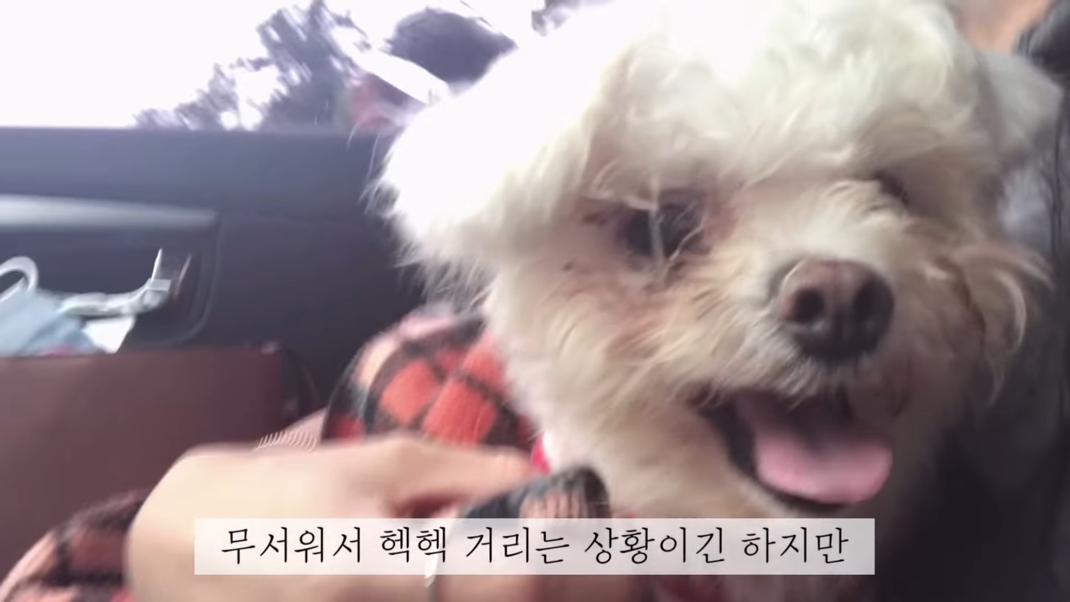 "공고번호 411번" 강아지가 입양되기 전 후 모습.jpgif | 인스티즈