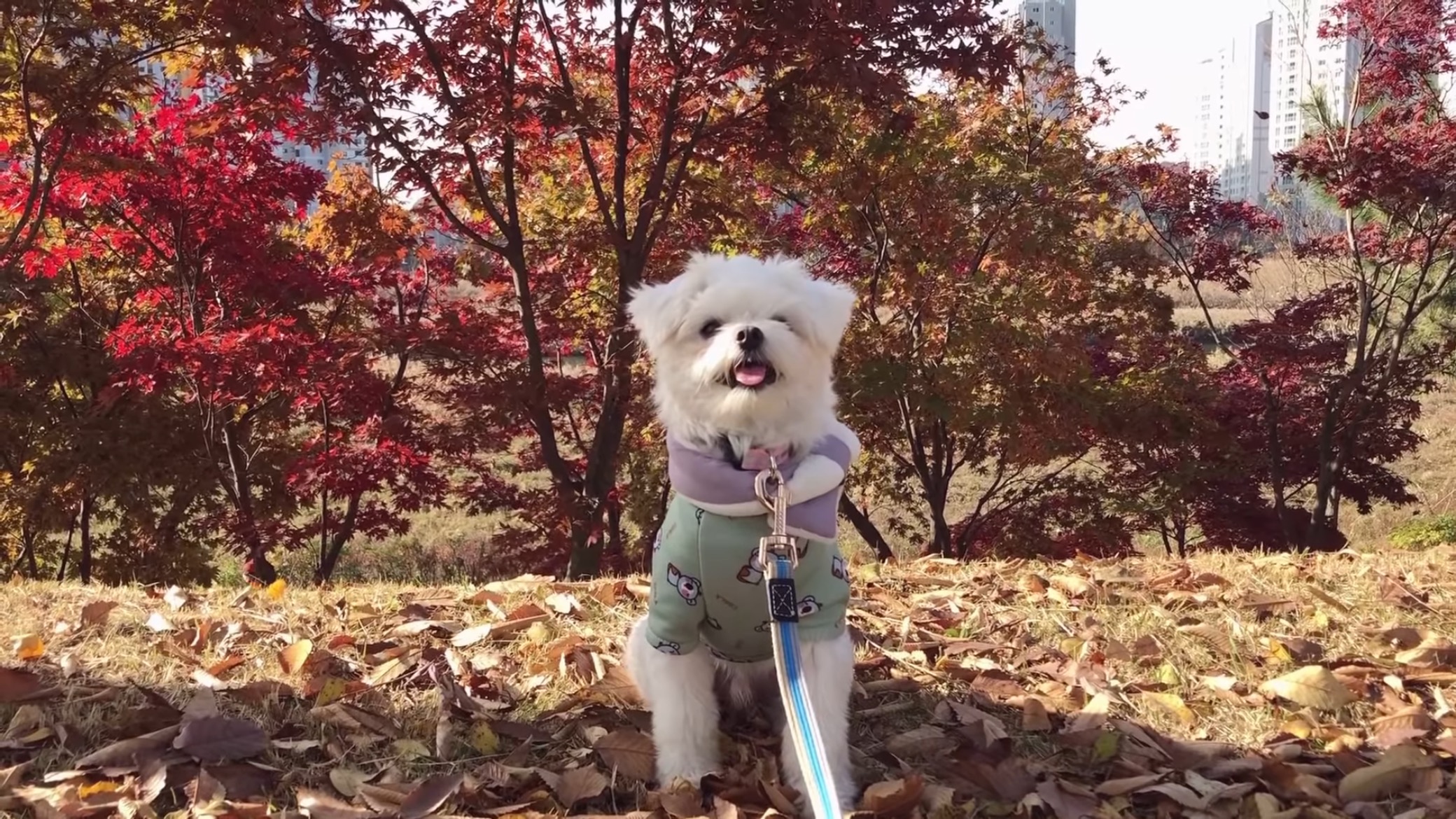 "공고번호 411번" 강아지가 입양되기 전 후 모습.jpgif | 인스티즈