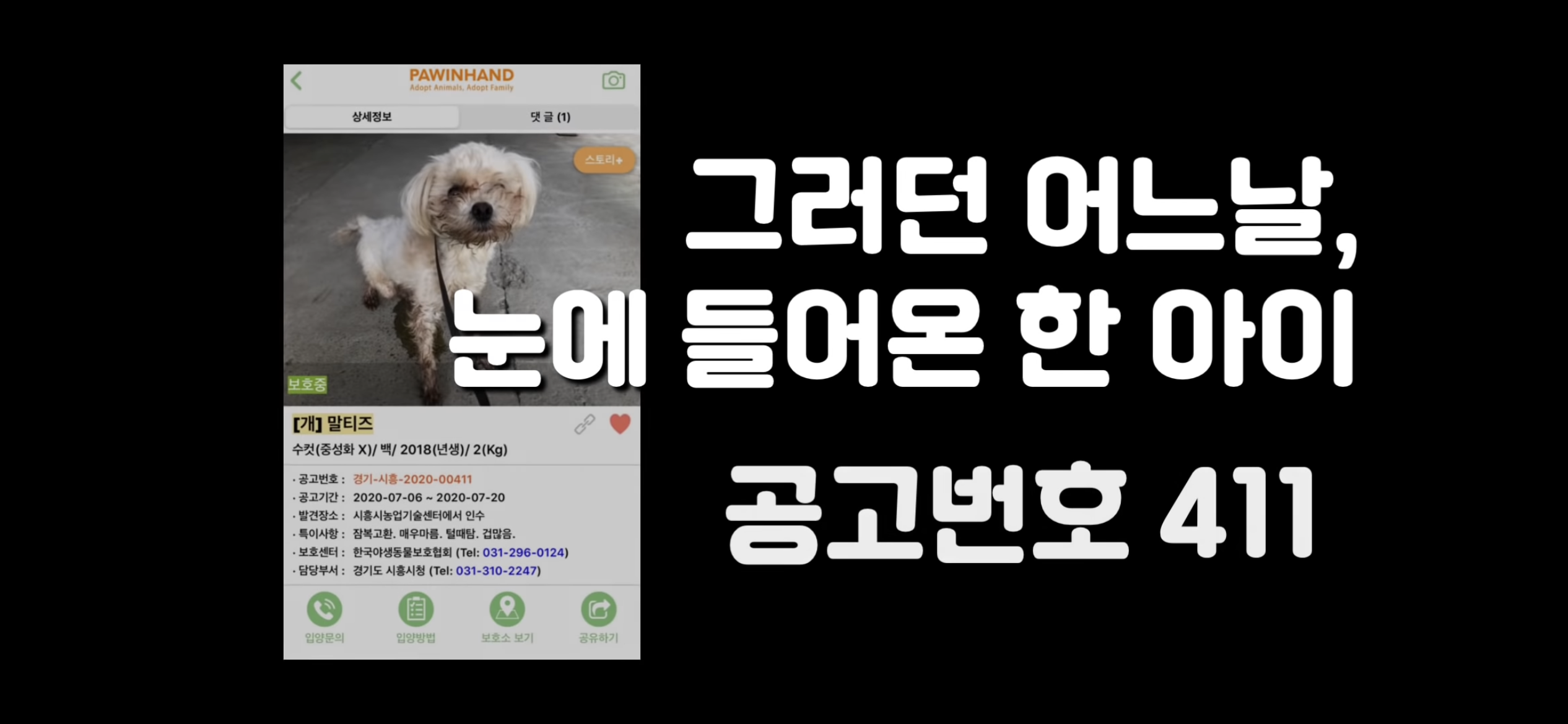 "공고번호 411번" 강아지가 입양되기 전 후 모습.jpgif | 인스티즈