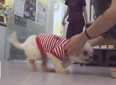 "공고번호 411번" 강아지가 입양되기 전 후 모습.jpgif | 인스티즈