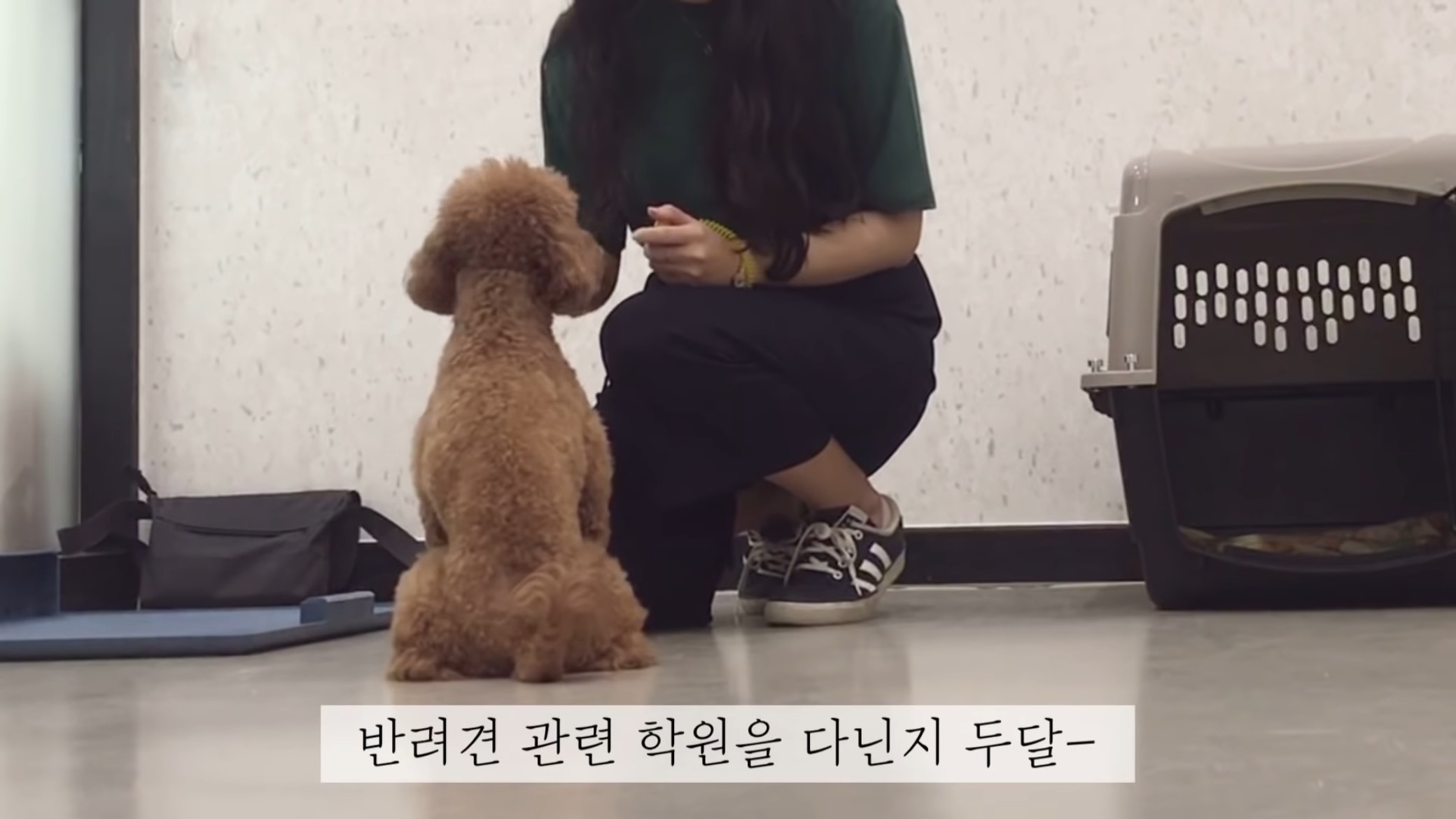 "공고번호 411번" 강아지가 입양되기 전 후 모습.jpgif | 인스티즈