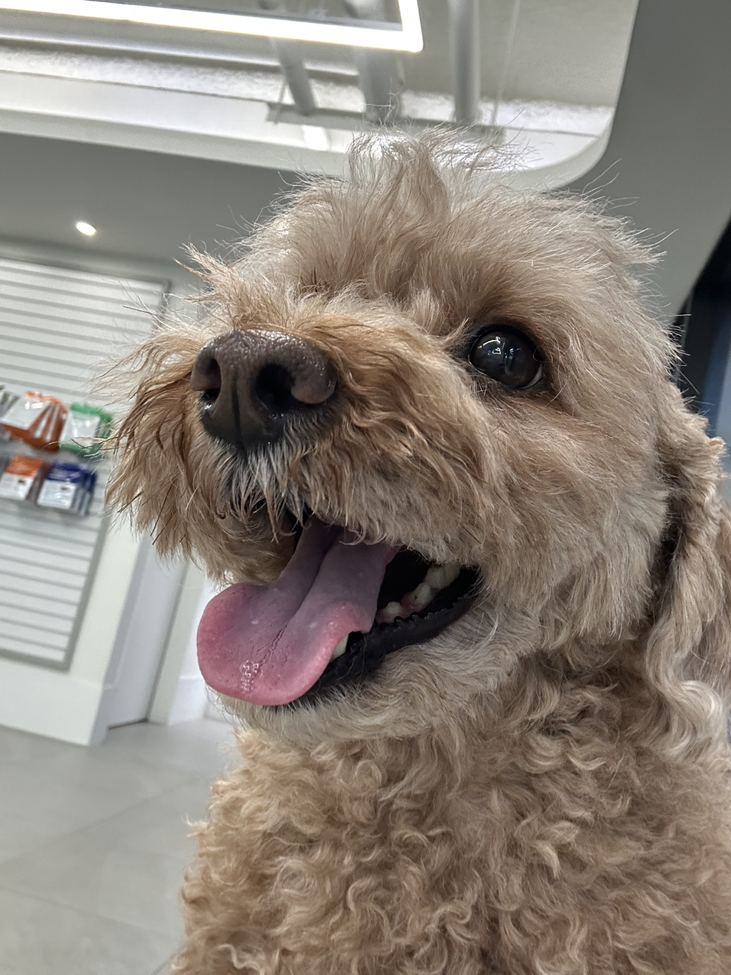 대박 우리집 강아지 반려견순찰대 시험 만점받았나바 대표로 상받으래 ;;; | 인스티즈